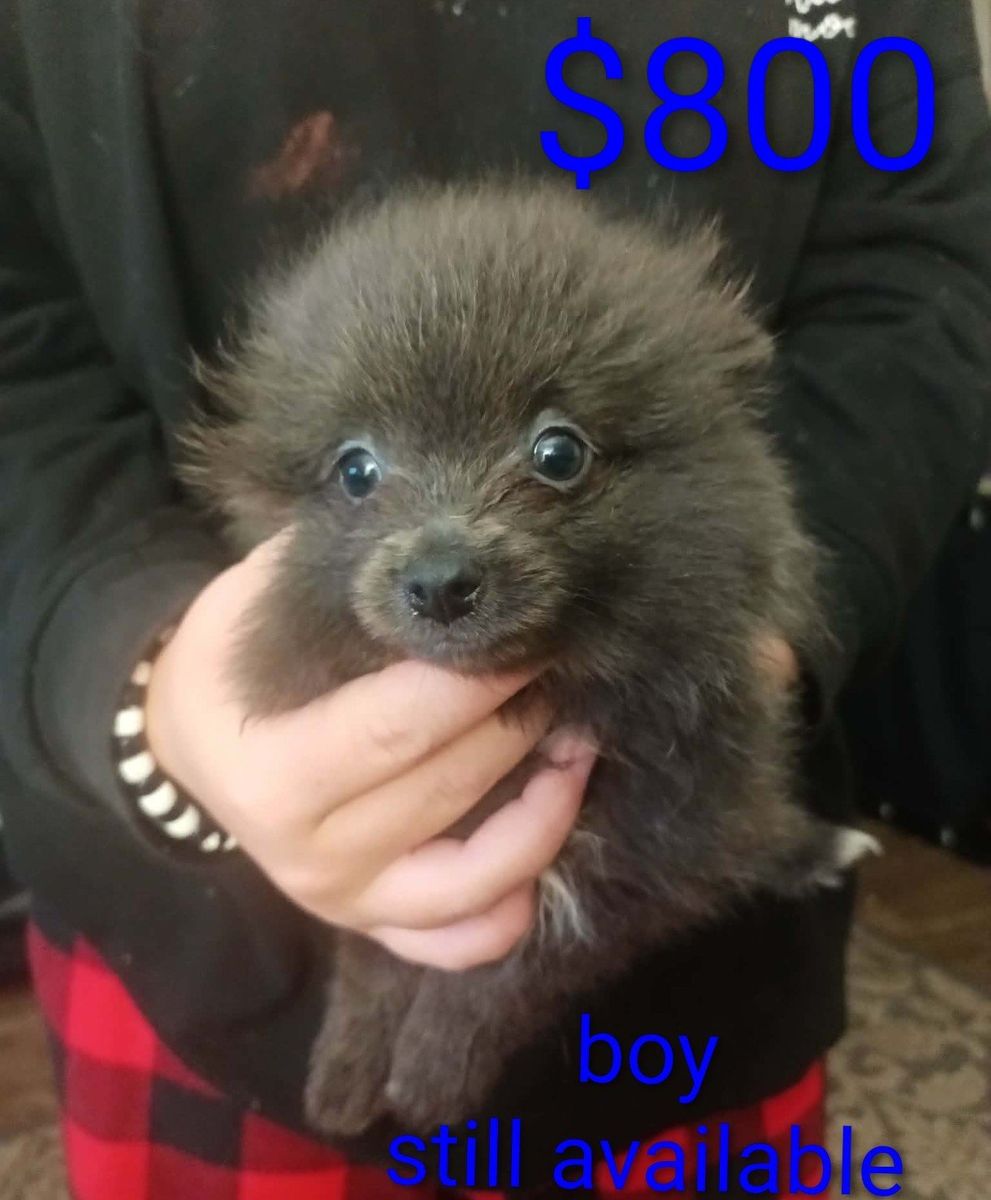 Pomeranian Puppies - Male & Female, Various Colors Available