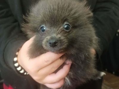 Pomeranian Puppies - Male & Female, Various Colors Available