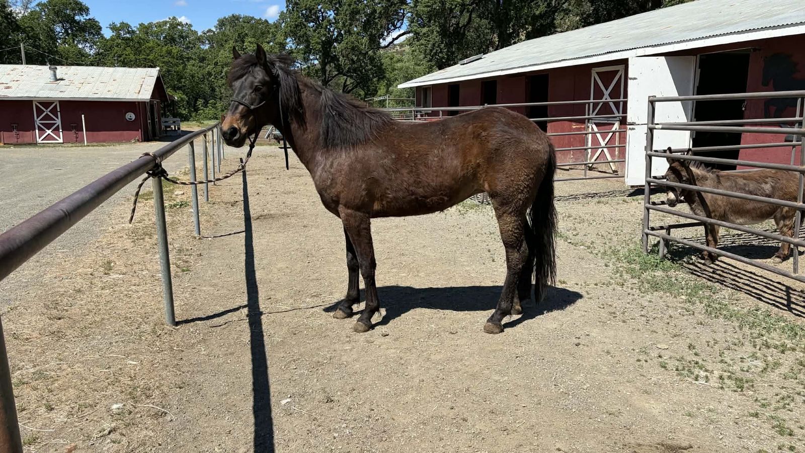 3yr old mustang mare