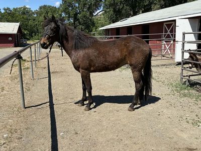 3yr old mustang mare
