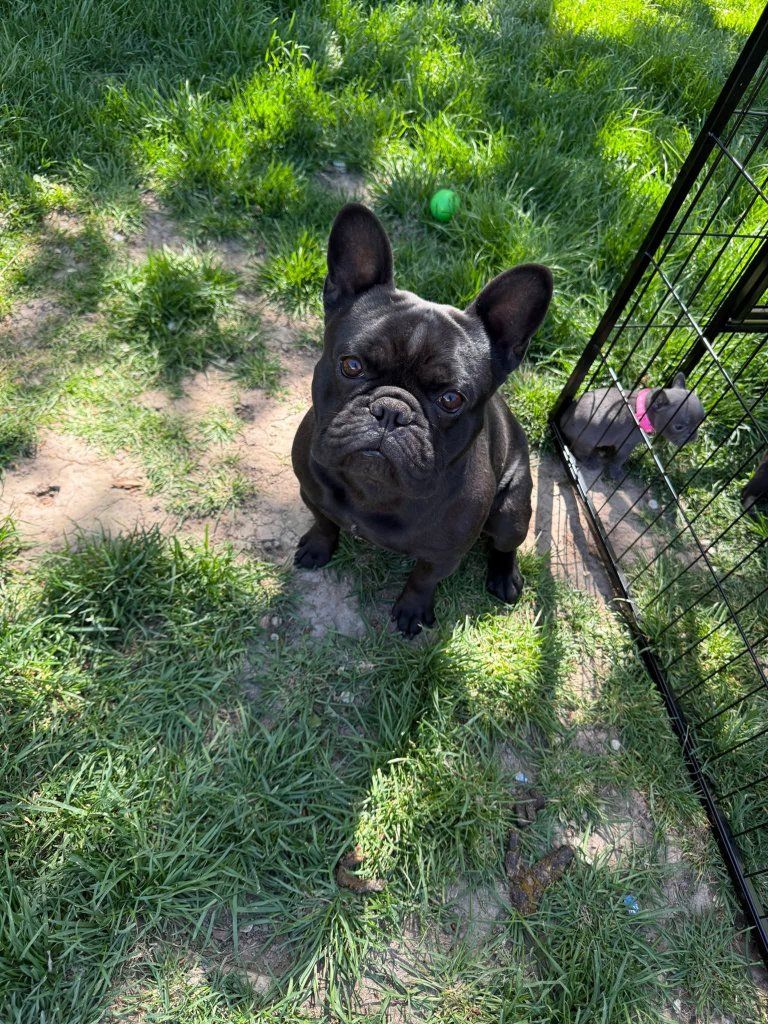 Frenchie puppies looking for their forever home.
