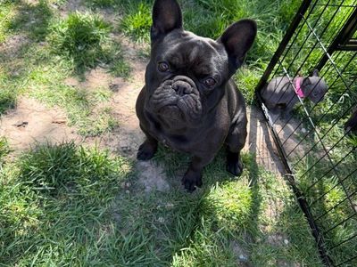 Frenchie puppies looking for their forever home.