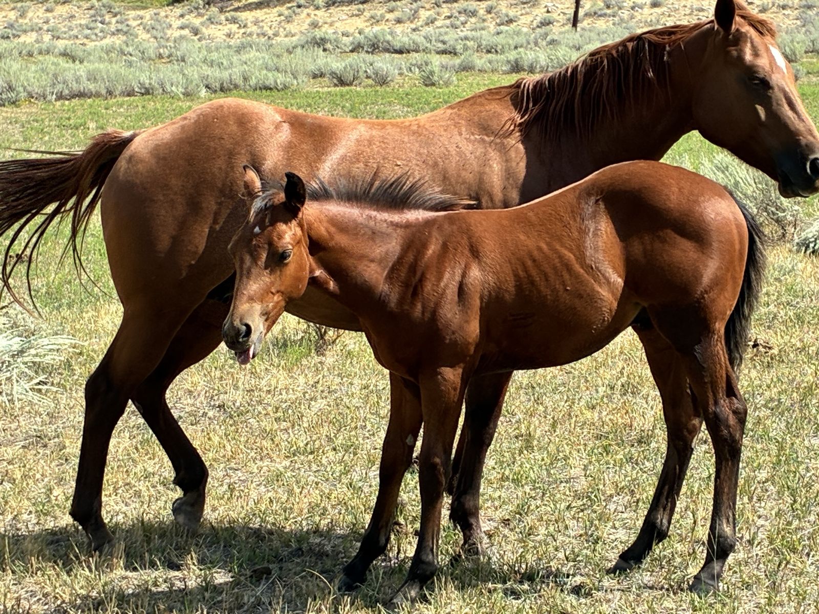 Aqha colt