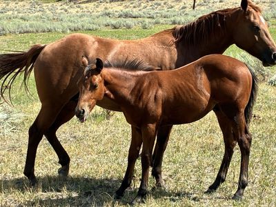Aqha colt