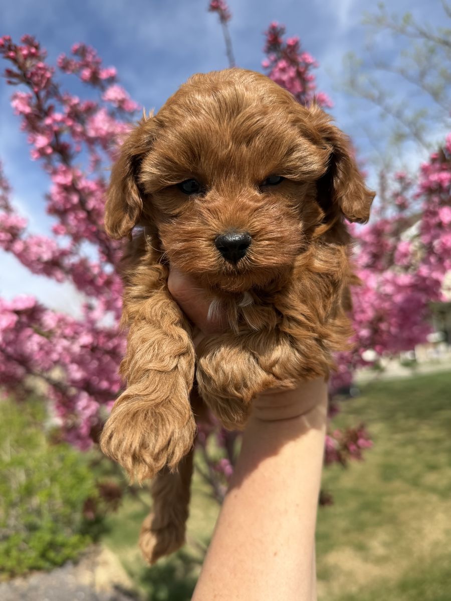 Micro Multigenerational Goldendoodles 6-9 lbs