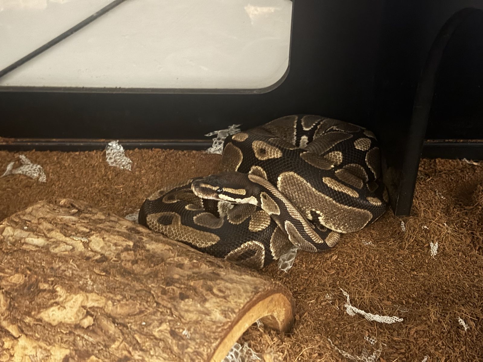 Ball Python