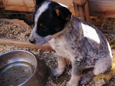 ACD/Blue Heeler Puppies For Sale