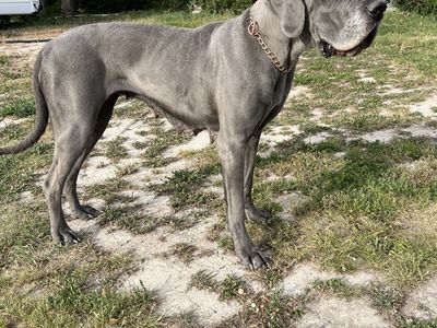 Pregnant Great Dane!