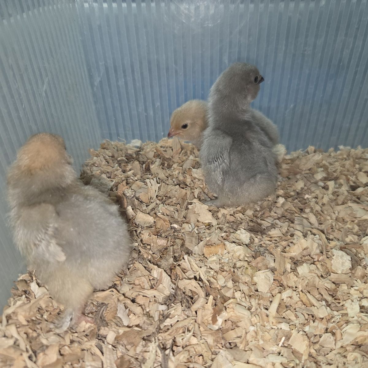 Porcelain Duccle chicks