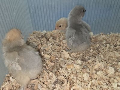 Porcelain Duccle chicks