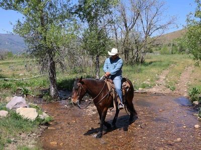 Draft Cross Gelding