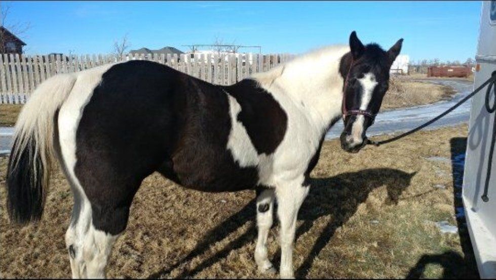 Paint Horse APHA Mare finished in barrels & poles