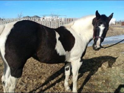 Paint Horse APHA Mare finished in barrels & poles