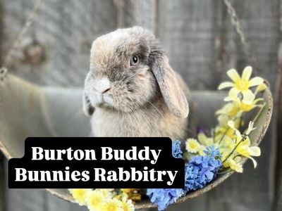 Purebred Pedigree Holland Lop Bunny