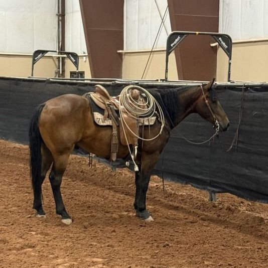 6 year old Ranch gelding