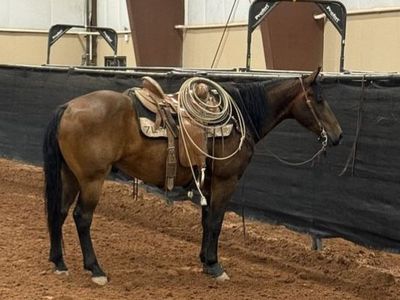 6 year old Ranch gelding