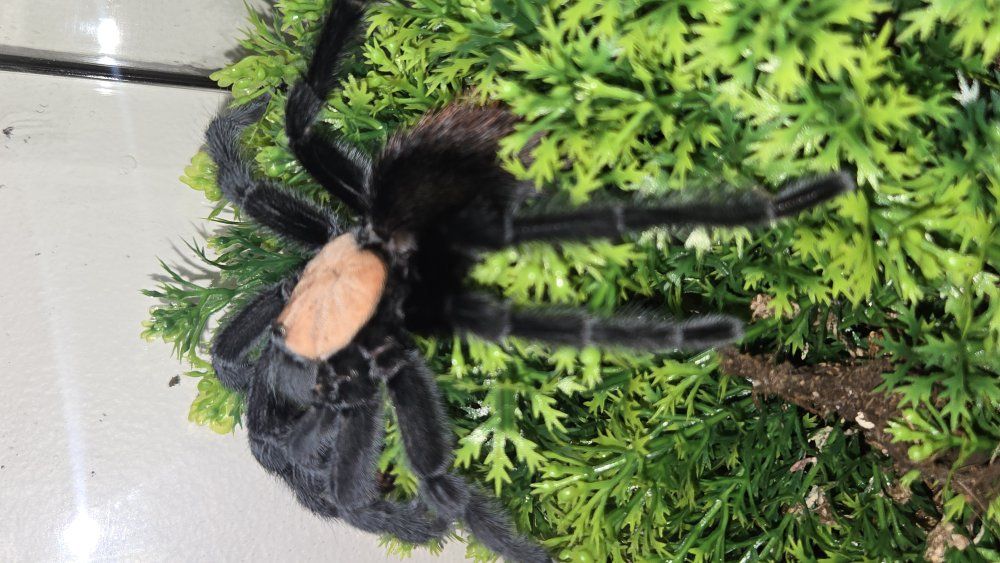 Brachypelma albiceps iso female