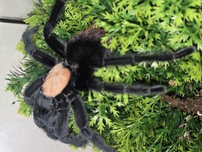 Brachypelma albiceps iso female