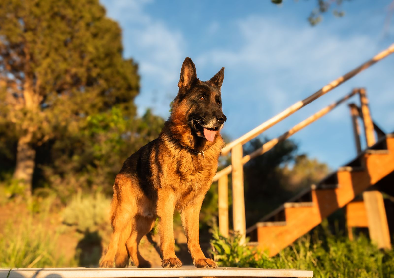 AKC German Shepherd Stud | German Import • V • IGP2 • KKL1 • Proven Sire