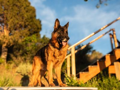 AKC German Shepherd Stud | German Import • V • IGP2 • KKL1 • Proven Sire