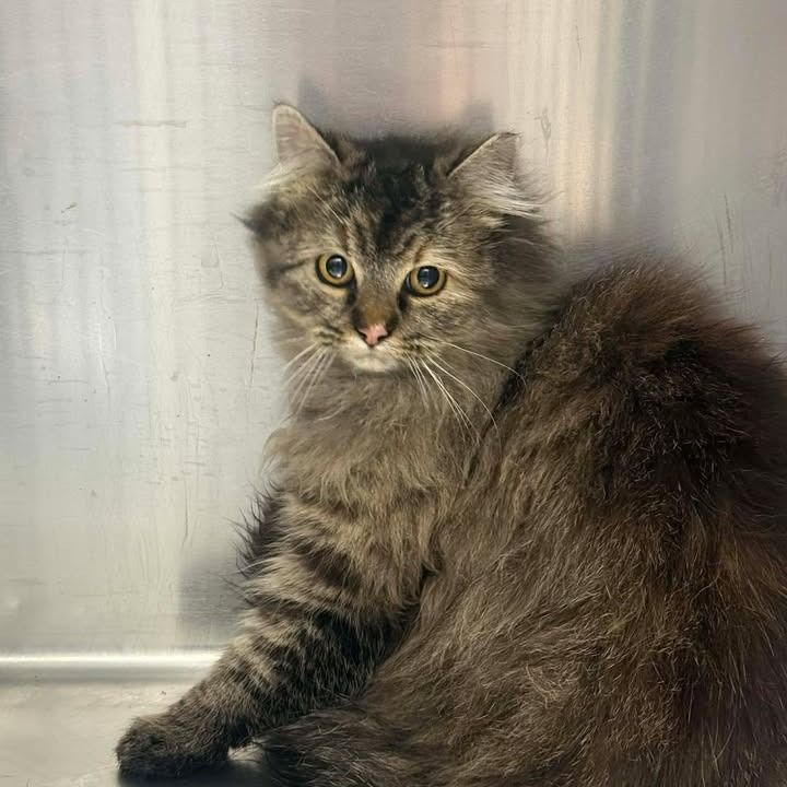 Hello my name is Toffee