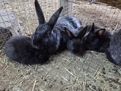 Silver Fox Rabbits Bunny Bucks Doe