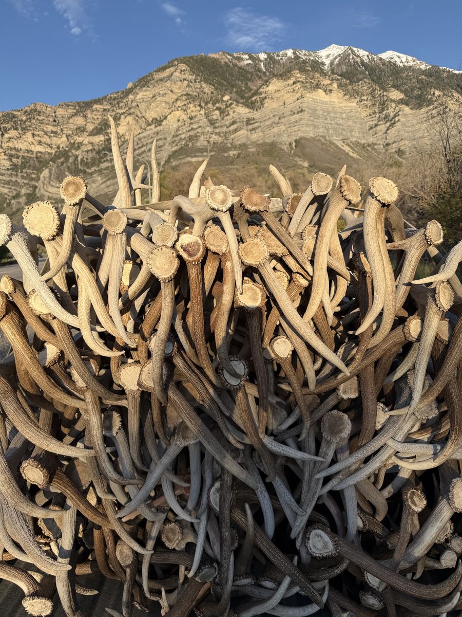 Buying Antlers
