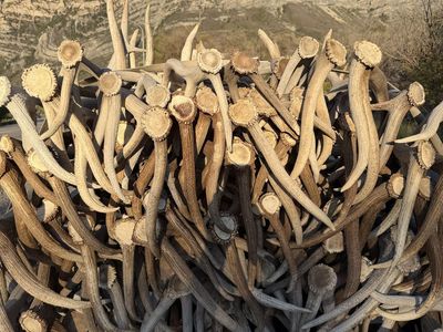 Buying Antlers