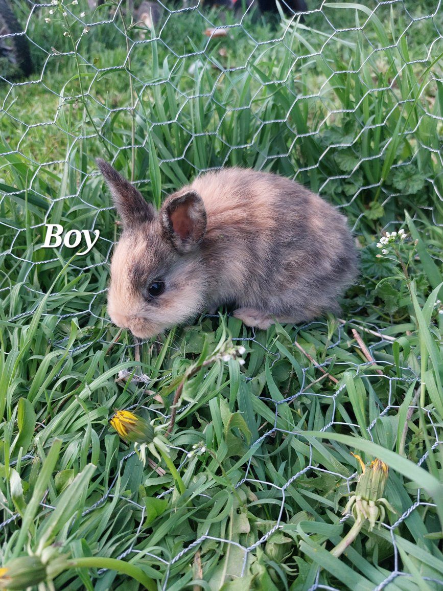 Baby Bunnies/ Rabbits Litter