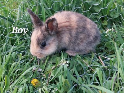 Baby Bunnies/ Rabbits Litter