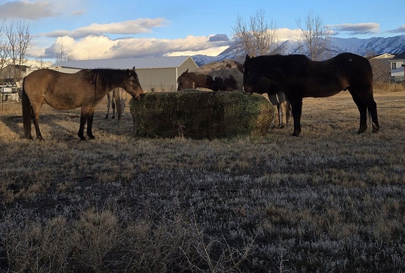 Horse Boarding - quiet, family style or suitable for trainer with 5-7 horses; Paso Fino mare and Friesian cross filly for sale