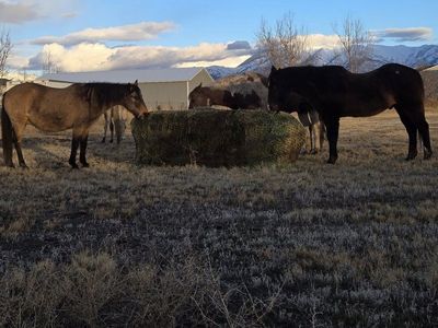 Horse Boarding - quiet, family style or suitable for trainer with 5-7 horses; Paso Fino mare and Friesian cross filly for sale