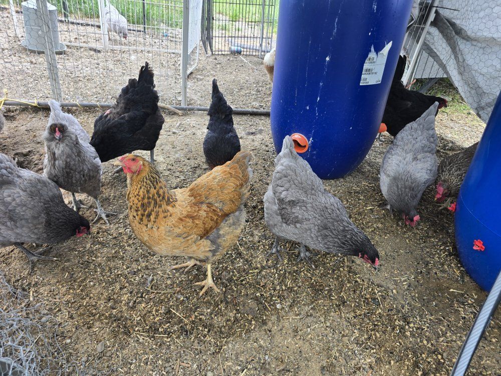 lay hens