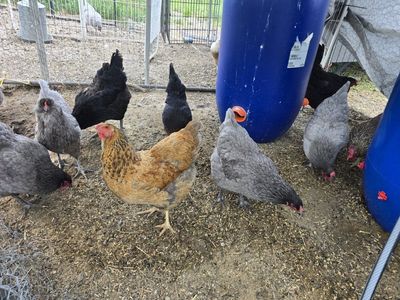 lay hens