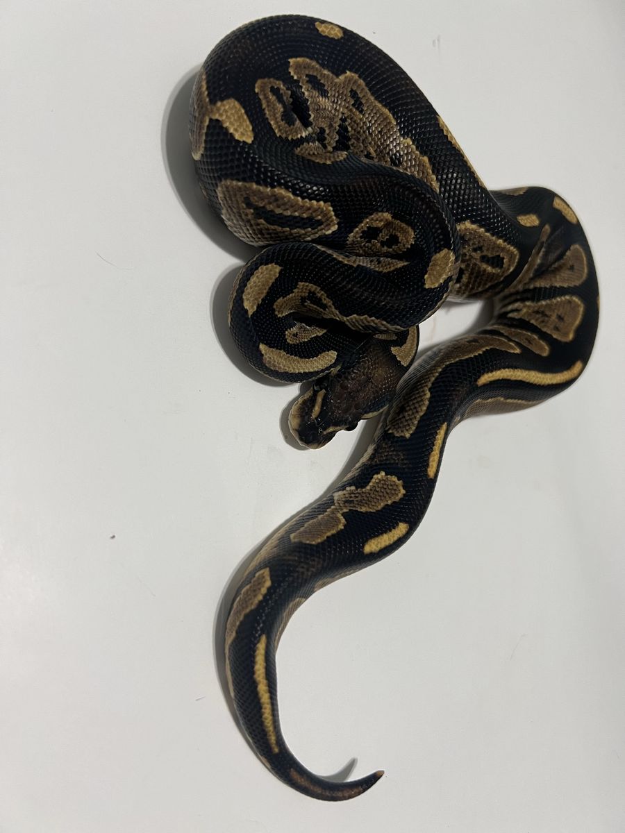 Ball Python Reptile #31