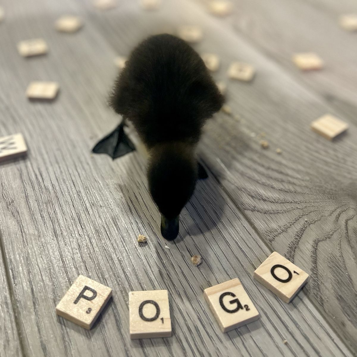 Indian Runner Duckling (One Day Old)