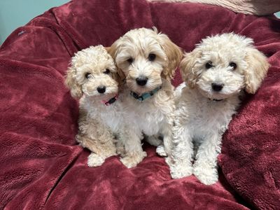 Micro-Mini Golden-Doodles