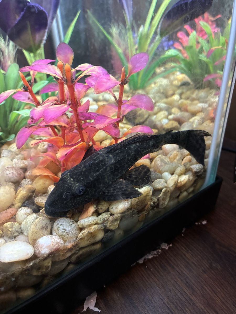 ISO free fish stuff