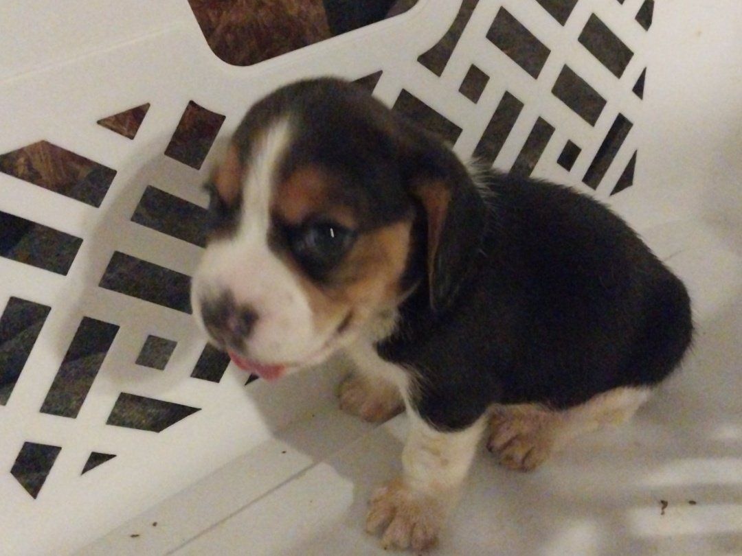Beagle pups Akc champion lines
