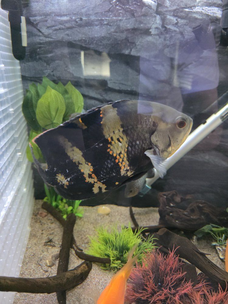 Oscar Cichlid/fish