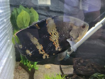 Oscar Cichlid/fish