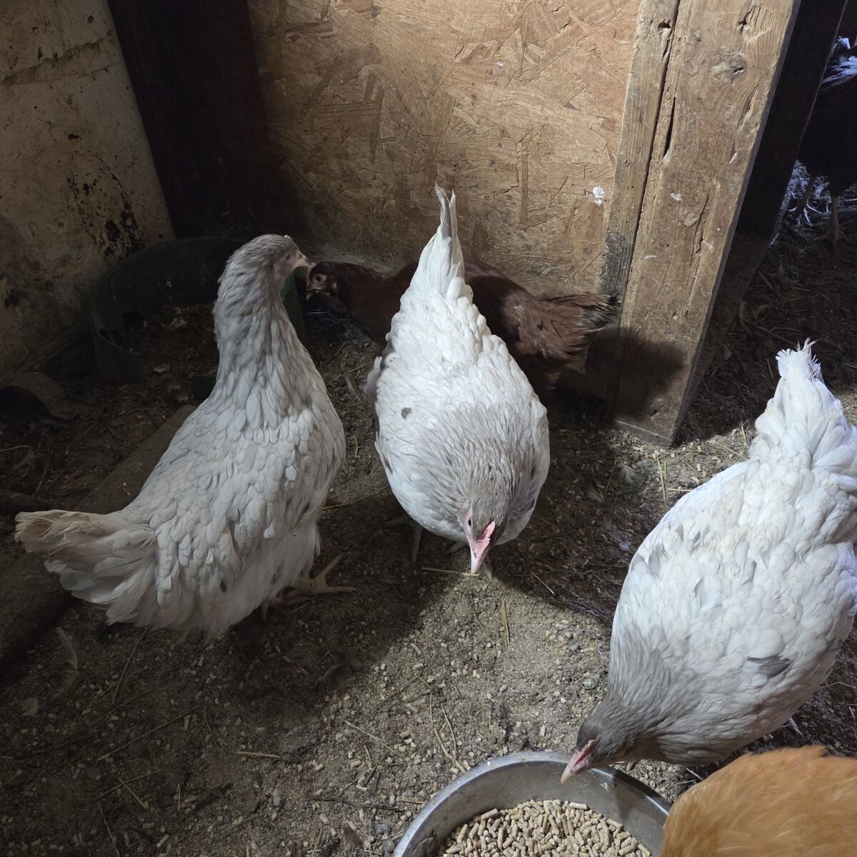 4 month old lavender orphintons