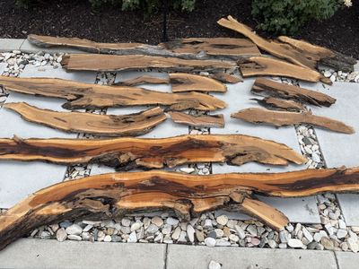 Rare Mountain Mahogany