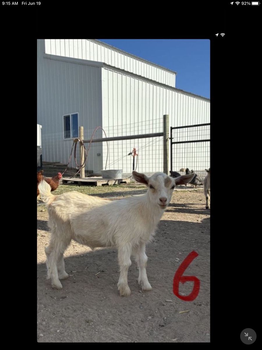 Nigerian Dwarf Goat Kids