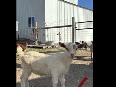 Nigerian Dwarf Goat Kids