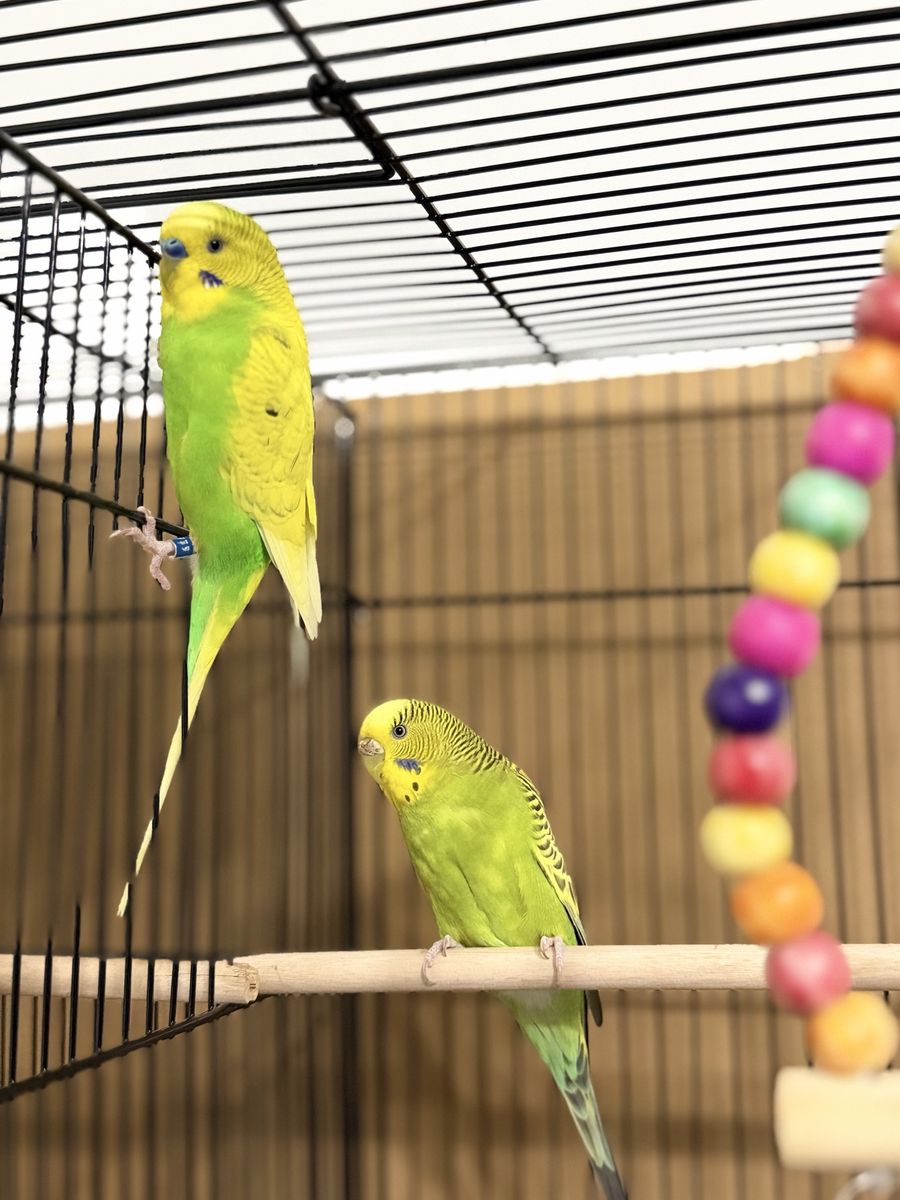 Parakeets (Budgies) - Comes with small free cage