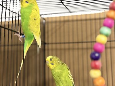 Parakeets (Budgies) - Comes with small free cage