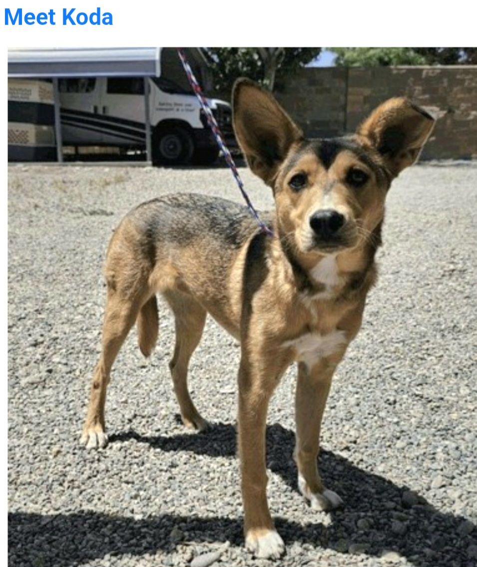 Koda, 8 month old Australian Cattle Dog mix puppy