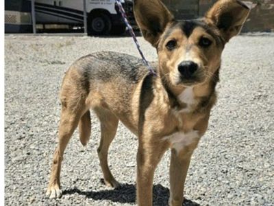 Koda, 8 month old Australian Cattle Dog mix puppy