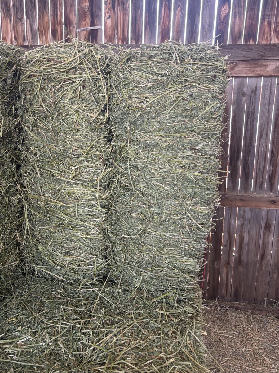 Alfalfa Hay